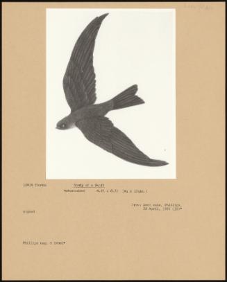 Study Of A Swift