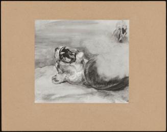 Study Of A Lioness