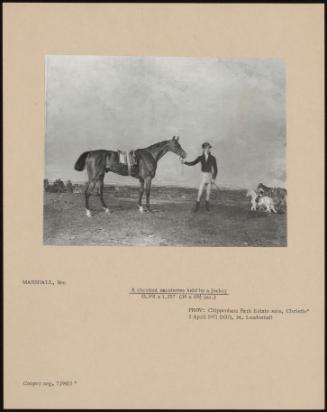 A Chestnut Racehorse Held By A Jockey