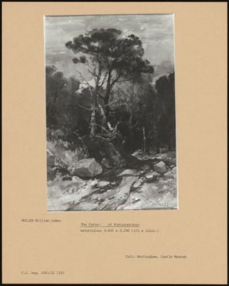 The Forest Of Fontainebleau