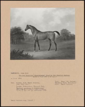 The Bay Stallion "Mountaineer" Bred by Sir Charles Bunbury