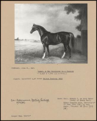 Augur, A Bay Racehorse In A Paddock