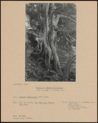 Study Of Trees At Clevedon