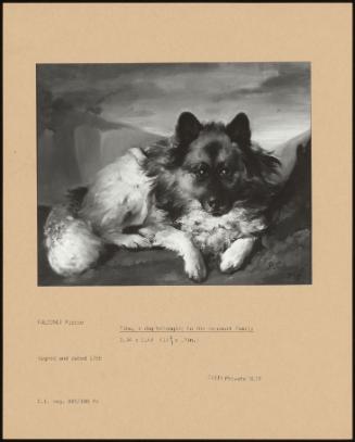 Fibu, A Dog Belonging To The Harcourt Family