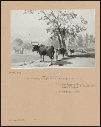 Cows in a Park