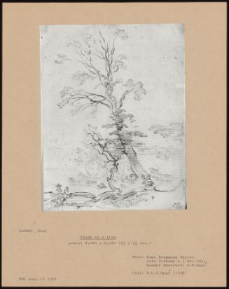 Study of a Tree