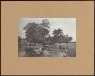 Cattle Watering In A Wooded River