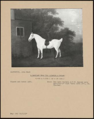 A Saddled Grey Cob Outside a House