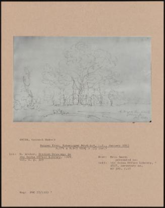 Banyan Tree, Saharanpur District, U. P., January 1813