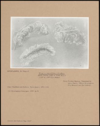 Three Studies Of Ostrich Feathers