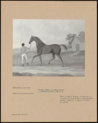 Young Eclipse, a Chestnut Hunter