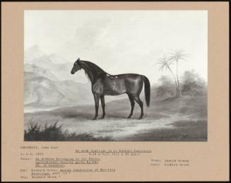 An Arab Stallion in an Eastern Landscape