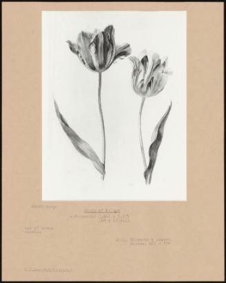 Study Of Tulips
