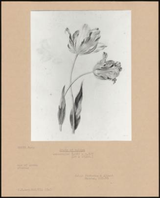 Study Of Tulips