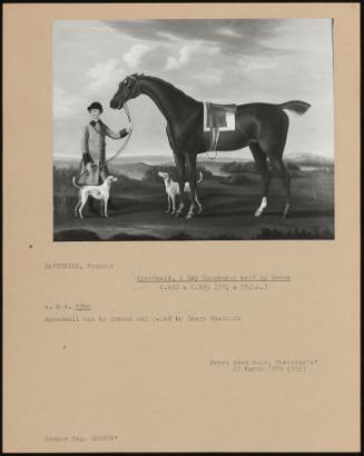 Speedwell, a Bay Racehorse Held by Groom