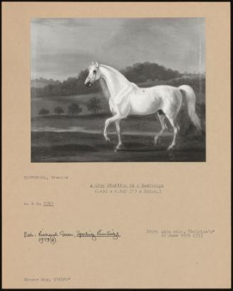 A Grey Stallion in a Landscape