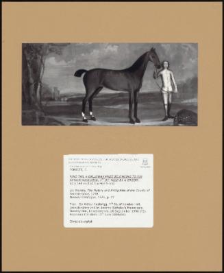 RING TAIL A GALLOWAY MARE BELONGING TO SIR ARTHUR HESILRIGE, 7TH BT, HELD BY A GROOM.