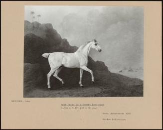 Arab Horse In A Desert Landscape