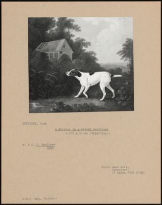 A Pointer In A Wooded Landscape