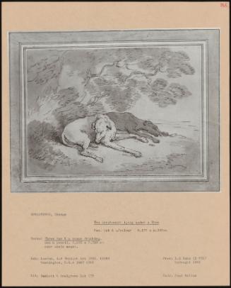 Two Greyhounds Lying Under A Tree