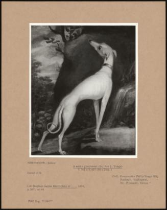 A White Greyhound (For Rev J. Yonge)