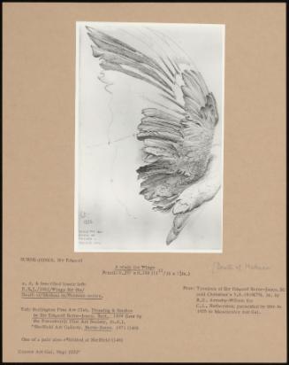 A Study For Wings