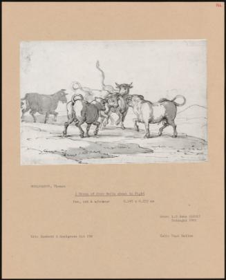 A Group Of Five Bulls About To Fight