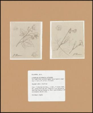 A PAIR OF BOTANICAL STUDIES