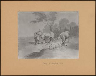 Study Of Longhorn Cattle