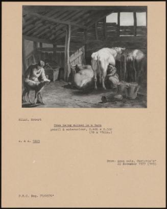 Cows Being Milked In A Barn