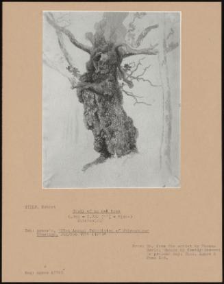 Study Of An Oak Tree