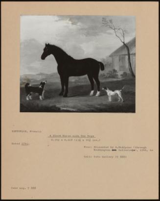 A Black Horse with Two Dogs