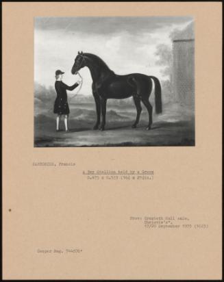 A Bay Stallion Held by a Groom