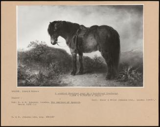 A Saddled Shetland Pony In A Heathland Landscape