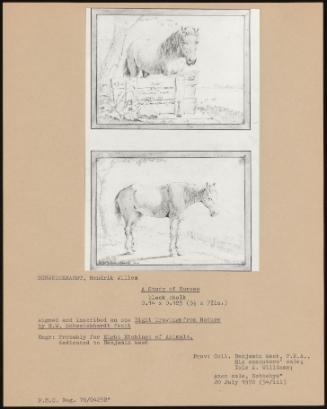 A Study Of Herses