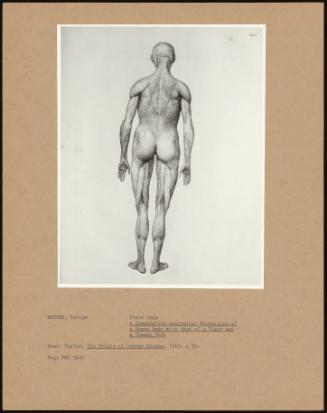 Plate From A Comparative Anatomical Exposition Of A Human Body With That Of A Tiger And A Common Fowl