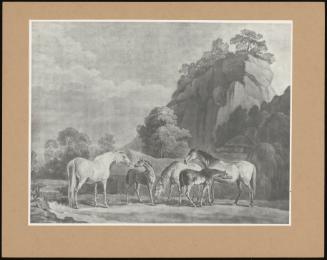 Mares And Foals In A Rocky Landscape