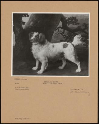 A Clumber Spaniel