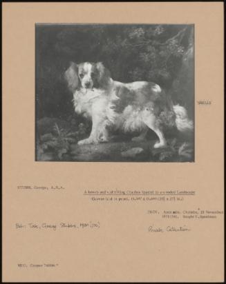 A Brown and White King Charles Spaniel in a Wooded Landscape