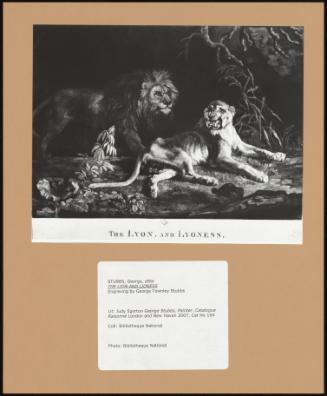 The Lion and Lioness