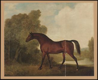 Ambrosio, a Bay Stallion, the Property of Thomas Haworth