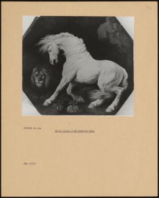 White Horse Frightened by Lion