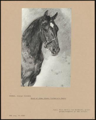 Head Of Alma, Queen Victoria's Horse