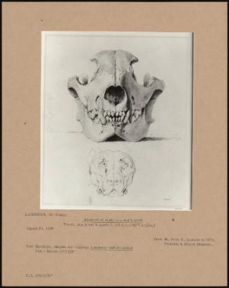 Anatomical Study Of A Dog's Skull