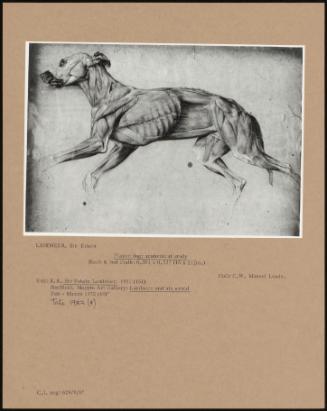 Flayed Dog: Anatomical Study