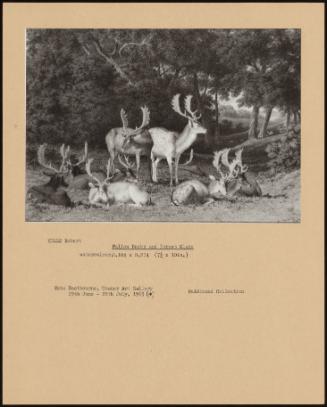 Fallow Bucks And Forest Glade