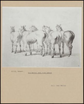 Six Horses Seen From Behind