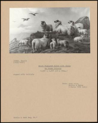Welsh Highland Scene With Sheep On Rocky Outcrop