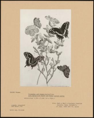 Palamedes and Almana Butterflies with Berry-Life and Hoary Leaved Cactus