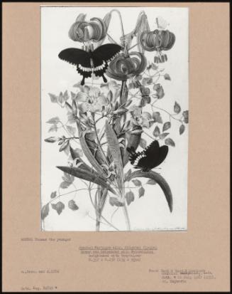 Scarlet Martegon Lily, Oriental Virgins Bower and Orleander with Butterflies